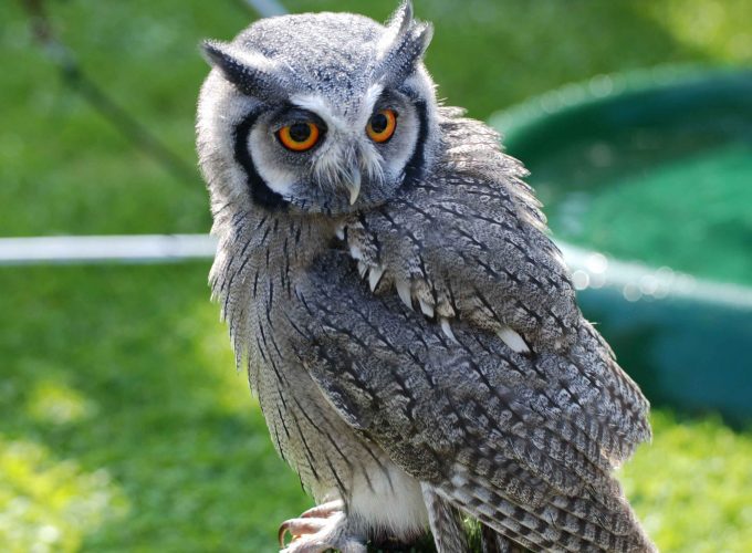 Wallpaper Owl, Bird of Pray, Antarctica, bird, nature, green, eyes, grey, animal, Animals 7291512369